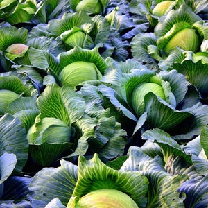 Pode incluir: Um campo de plantas de couve verde com grandes cabeças frondosas. As couves estão juntas e as folhas são de um verde intenso.