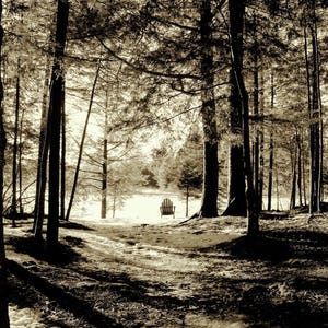 Adirondack Chair In The Woods Photograph