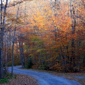 Fall Walkway Fotografie, Adirondack Mountains