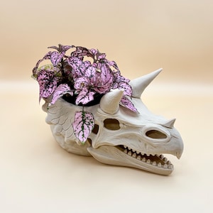 May include: A white dinosaur skull planter filled with a plant with pink and green leaves. The planter has detailed features, including horns, eye sockets, and teeth. The plant's leaves have a speckled pattern.
