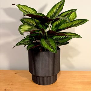 Puede incluir: Una planta de Calathea con hojas verdes y blancas a rayas y envés burdeos, en una maceta cilíndrica negra y acanalada. La planta está sobre una superficie de madera marrón claro, creando un contraste. La maceta mide unos 25 cm de altura.