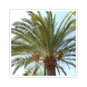 Palm Tree Sticker