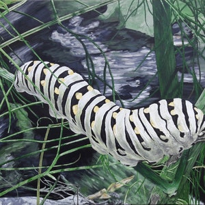 Papilio polyxenes Eating Anethum graveolens (Eastern black swallowtail eating dill)