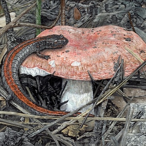 Red-Backed Salamander and The Sickener *print*