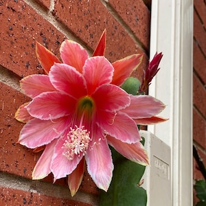 2 cuttings  SakuraHime Epiphyllum Orchid Cactus. Free Post