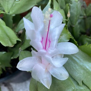 May include: A white Schlumbergera flower with delicate, layered petals and a prominent, bright magenta central stamen. The bloom is surrounded by thick, segmented, glossy green succulent leaves that provide a vibrant contrast to the white petals.