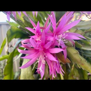 1 Cutting Delicate Jewels Orchid Cactus Free Post