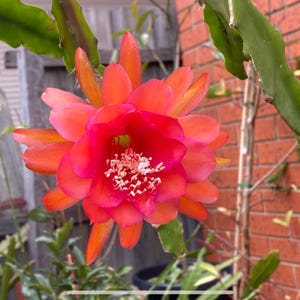 1 Cutting Harold Knebel Epiphyllum Orchid Cactus. Free Post