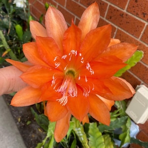 1 Cutting Orange Orchid Cactus.Free Post
