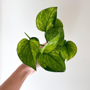 Lemon Top Pothos - Houseplant - Live Plant - Fully rooted - varied sizes available