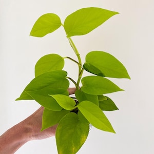 May include: A vibrant, neon green pothos plant with heart-shaped leaves. The plant is held in a small pot, with the leaves and stems reaching upwards. The bright green color contrasts against the white background.