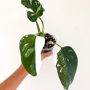 May include: A small Monstera plant in a clear plastic pot with soil. The plant features three heart-shaped leaves with distinct white and light green variegation, including large solid white sections and speckled patterns on the dark green foliage.