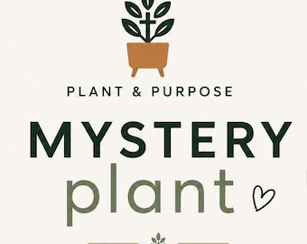 MYSTERY Plant - Houseplant - Live Plant - Fully rooted