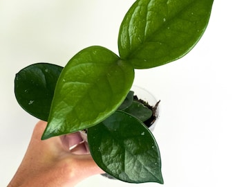 Hoya Chelsea - Rare Houseplant - Live Plant - 3 inch  pot
