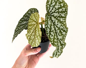 Begonia Maculata Angel Wing - Houseplant - Live Plant - Fully rooted - 3” diameter pot
