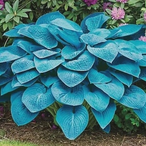 Può includere: Primo piano di una pianta di hosta con grandi foglie strutturate blu-verdi. La pianta è circondata da altra vegetazione e fiori viola, creando una lussureggiante scena di giardino. Le foglie hanno venature prominenti.