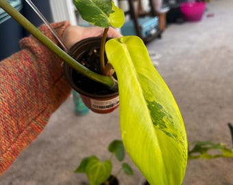 Variegated Philodendron Florida Beauty x Bobcee - Rare Tropical Houseplant