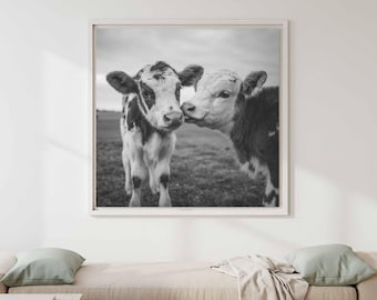 Baby Cow Photography Print - Farm Animal Wall Art Black White