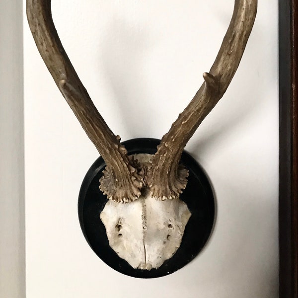 WONDERFUL old Roe Deer Antlers Straight out of BAVARIA Germany ANTIQUE Taxidermy