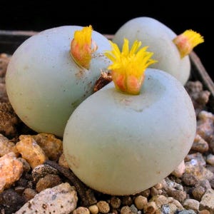 May include: Close-up of three light green succulent plants with yellow and orange flowers. The plants are in a pot with small rocks and pebbles. The flowers are in full bloom, adding a pop of color to the scene.