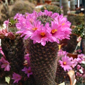 May include: A close-up of a cactus with vibrant pink flowers. The cactus has a dark brown, textured body covered in small spines. The flowers have yellow centers and are in full bloom, creating a striking contrast against the cactus.