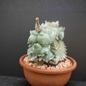 May include: A unique succulent plant with rounded, textured, light green leaves, potted in a small, terracotta-colored ceramic pot. The pot is filled with small, light brown pebbles. The background is a solid, dark gray.
