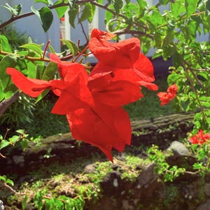 Red Bougainvillea 20 Seeds | Bougainvillea spectabilis Willd | Climbing Plant for Garden & Trellis | Fast Shipping