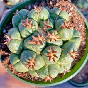 May include: A close-up view of a green cactus in a green pot. The cactus has rounded segments with brown, star-shaped spines. The pot is filled with soil. The image is taken from a high-angle perspective.