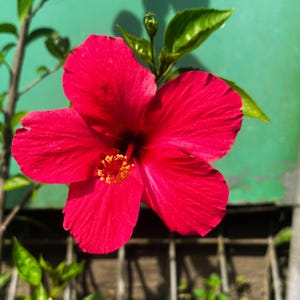 80 Red Hibiscus rosa-sinensis Seeds | Tropical Perennial Flowers | Easy Grow | Garden Planting