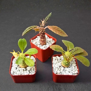 May include: Three small potted plants with unique textures and colors. The plants are in square red pots filled with white pebbles. The plants have green and brown leaves and interesting stem structures. The background is a dark gray.