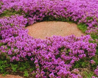 20,000 Creeping Thyme Seeds | Purple Ground Cover, Pollinator Friendly
