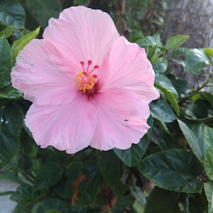 100 Hibiscus Rosa sinensis Seeds | Perennial Tropical Flowers | Easy to Grow Garden Plant | Fast Shipping