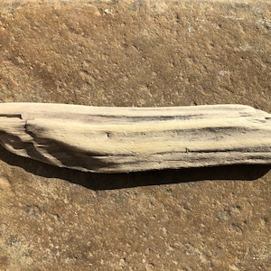 May include: A piece of weathered driftwood with a light brown color and a slightly curved shape.