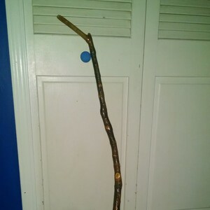 May include: A long, brown walking stick with a slightly curved handle. The stick has a natural, rustic look with knots and bark still attached.
