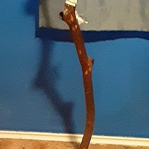 May include: A brown walking stick with a white band and a small piece of white string tied around it. The stick is held by a hand against a blue wall.