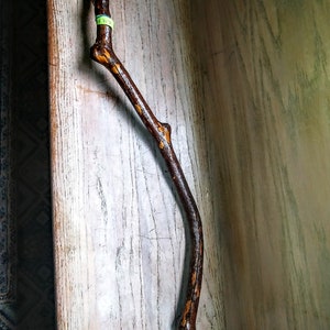 May include: A brown wooden stick with a white knob on the end. The stick is curved and has a natural, rustic look.