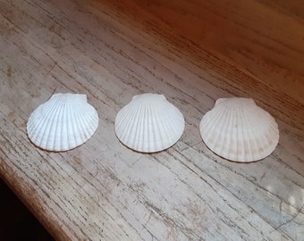 Scallop Shells Baptismal Keepsake Beach Home Decor Housewarming Gift Vintage Shell Yours, Occasionally