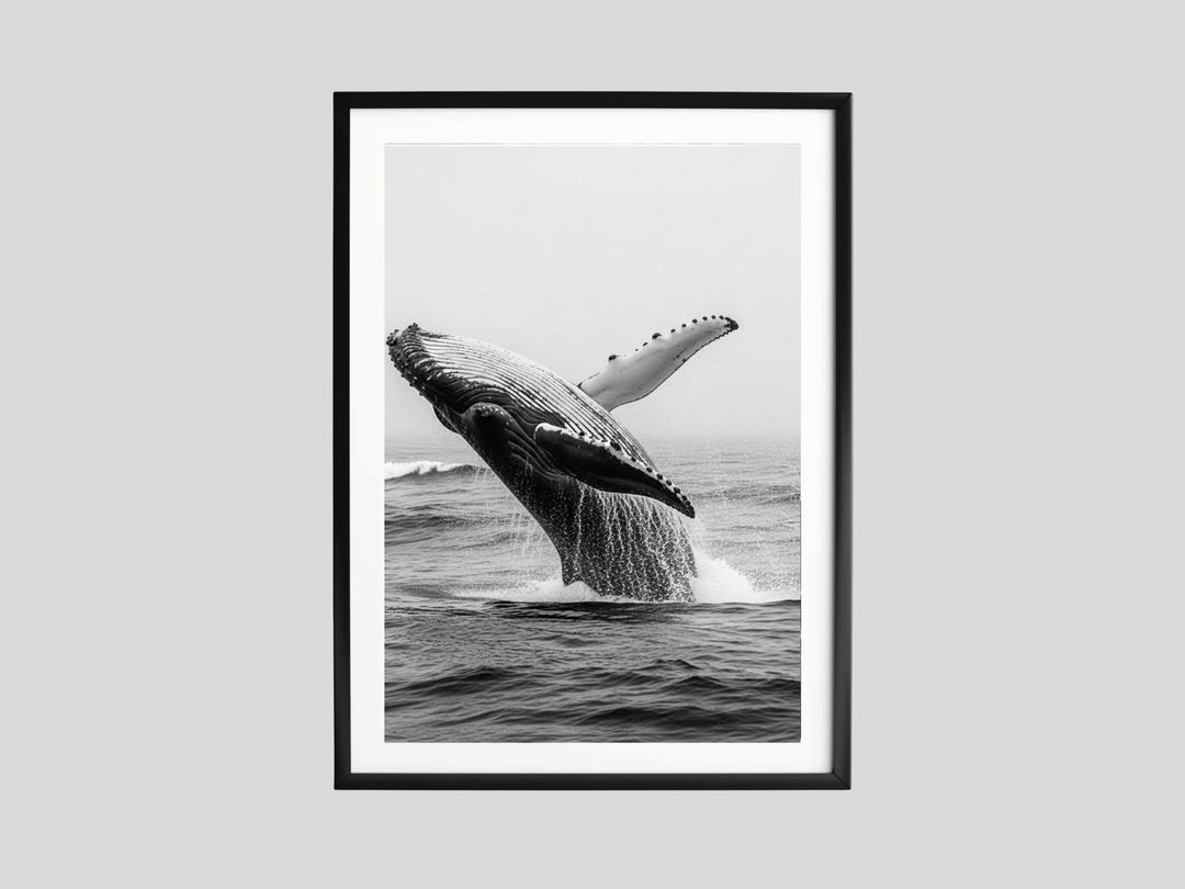 Humpback Whale Breach, Black and White Ocean Photography, Dramatic ...