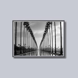 May include: Black and white framed photograph of a symmetrical palm tree-lined pathway reflecting in a body of water. The image is a landscape shot with a cloudy sky in the background.