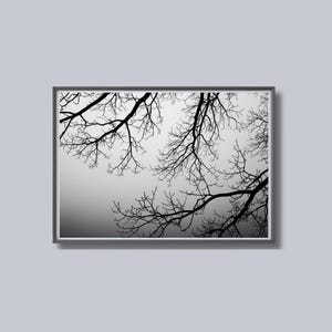 May include: A framed black and white photograph featuring the silhouette of tree branches against a gradient gray sky. The branches are intricate and detailed, creating a stark contrast with the background. The frame is a simple, dark color.