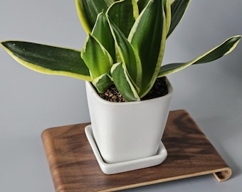 May include: A snake plant with dark green leaves and yellow margins potted in a white square ceramic planter with a matching saucer, resting on a rectangular dark brown wooden display stand with curved edges and a smooth polished finish.
