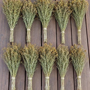 Peut inclure: Dix bouquets individuels d'herbes séchées disposés en deux rangées de cinq. Chaque bouquet se compose de fines tiges ligneuses avec de petites feuilles et des grappes de fleurs séchées brun doré, attachées à la base par une ficelle claire.