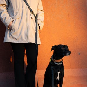 Könnte beinhalten: Ein schwarzer Hund mit weißer Brustmarkierung sitzt neben einer Person, die eine beige Jacke und eine schwarze Hose trägt. Der Hund trägt ein braunes Halsband und eine schwarze Leine. Der Hintergrund ist eine orangefarbene Wand.