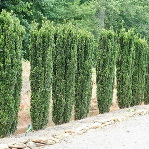 May include: A row of tall, narrow, columnar evergreen shrubs with dense, dark green foliage. The plants are planted in a line, creating a vertical hedge effect. The shrubs have a uniform, upright growth habit with small, tightly packed leaves.
