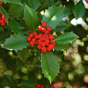 May include: A cluster of bright red, spherical berries nestled among glossy, dark green holly leaves. The leaves feature characteristic sharp, pointed edges and a smooth, waxy texture, while the berries are arranged in a dense, rounded bunch.