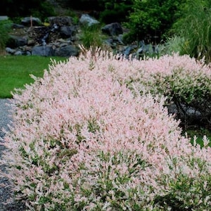 May include: A dense, rounded shrub featuring variegated foliage with a mix of soft pink and creamy white leaves. The plant displays a layered texture with green undertones visible throughout the branches, creating a bright, colorful appearance.