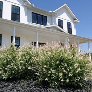 May include: A large, rounded shrub with variegated green and white leaves sits in front of a white two-story house with black window frames and a covered porch. The ground around the base of the shrub is covered in smooth, dark gray stones.
