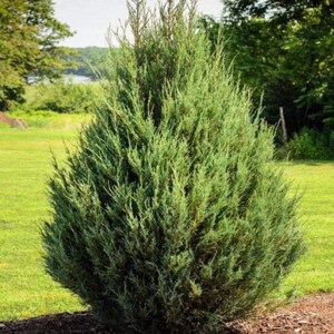 May include: A tall, conical evergreen shrub with dense, needle-like foliage in shades of sage green and blue-green. The plant features a pointed top and a wide, rounded base, with a textured, layered appearance throughout its entire structure.