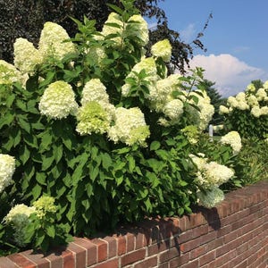 Puede incluir: Una vibrante exhibición de flores de hortensia blancas en plena floración, sobre un fondo de exuberante follaje verde y un cielo azul claro. Las flores están agrupadas en grandes cabezas en forma de cono, creando un contraste llamativo con el muro de ladrillo.
