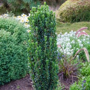 May include: A tall, narrow, columnar evergreen shrub with dense, glossy, dark green oval leaves. The plant features a vertical, upright growth habit with tightly packed foliage, standing prominently in a garden setting with soil at its base.